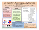 Rabies on the Last Frontier: A Phylogeographical Look at Red (Vulpus vulpus) and Arctic (Vulpus lagopus) Fox with Respect to Mitochondrial DNA and the Spatial Diffusion of Rabies by Christopher J. Clement