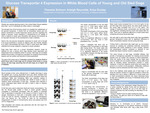 Glucose Transporter 4 Expression in White Blood Cells of Young and Old Sled Dogs by Theresia Schnurr