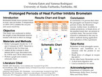 Prolonged Periods of Heat Further Inhibits Bromelain by Victoria Eaton