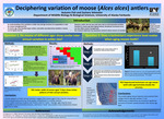 Deciphering variation of moose (Alces alces) antlers by Zachary Vehmeier