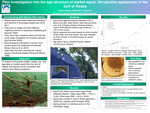Pilot investigation into the age structure of market squid, Doryteuthis opalescens, in the Gulf of Alaska by Dawn Wehde